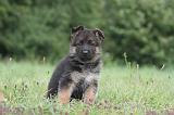 BERGER ALLEMAND 1235